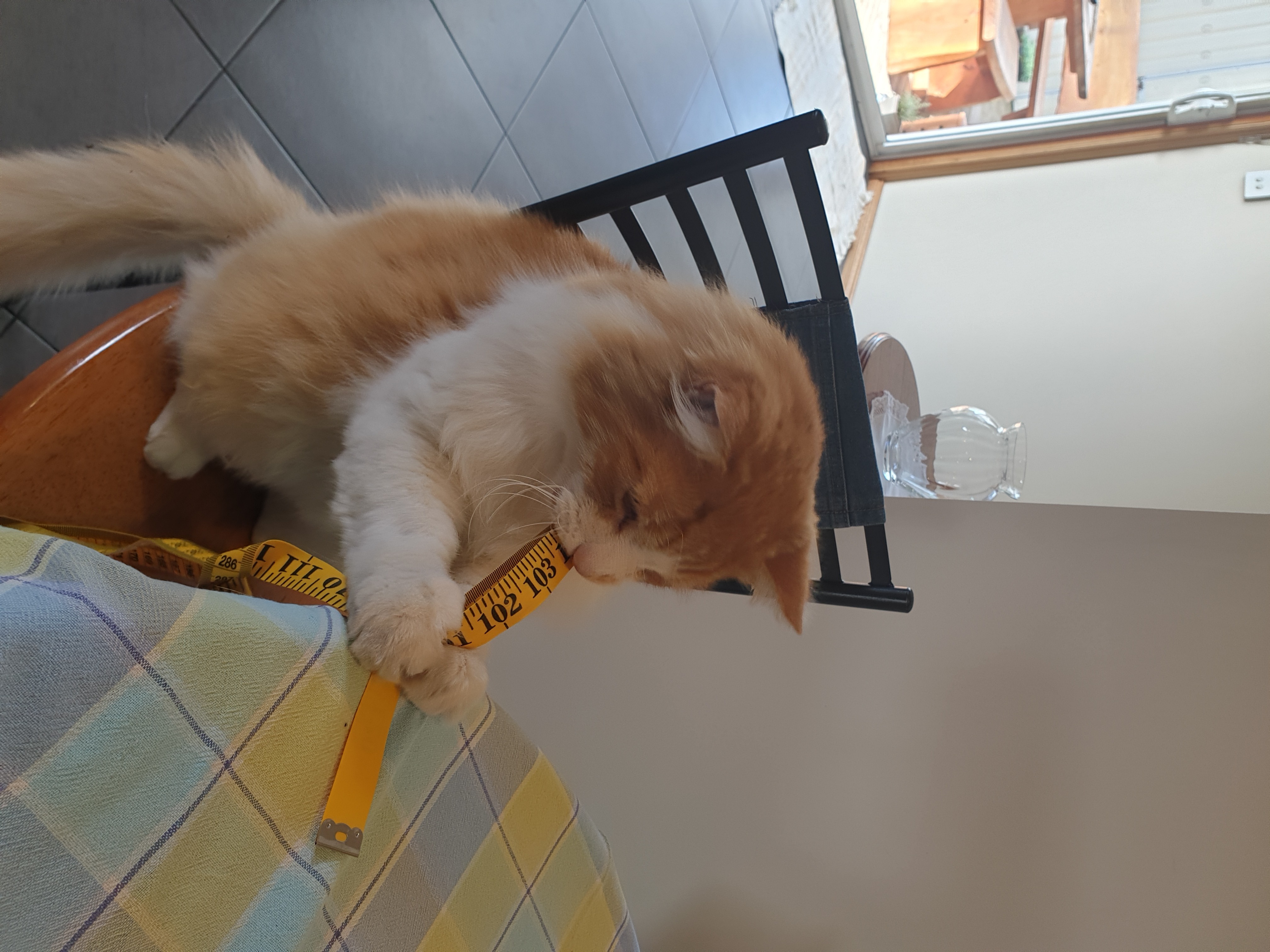 Rusty playing with a tape measure