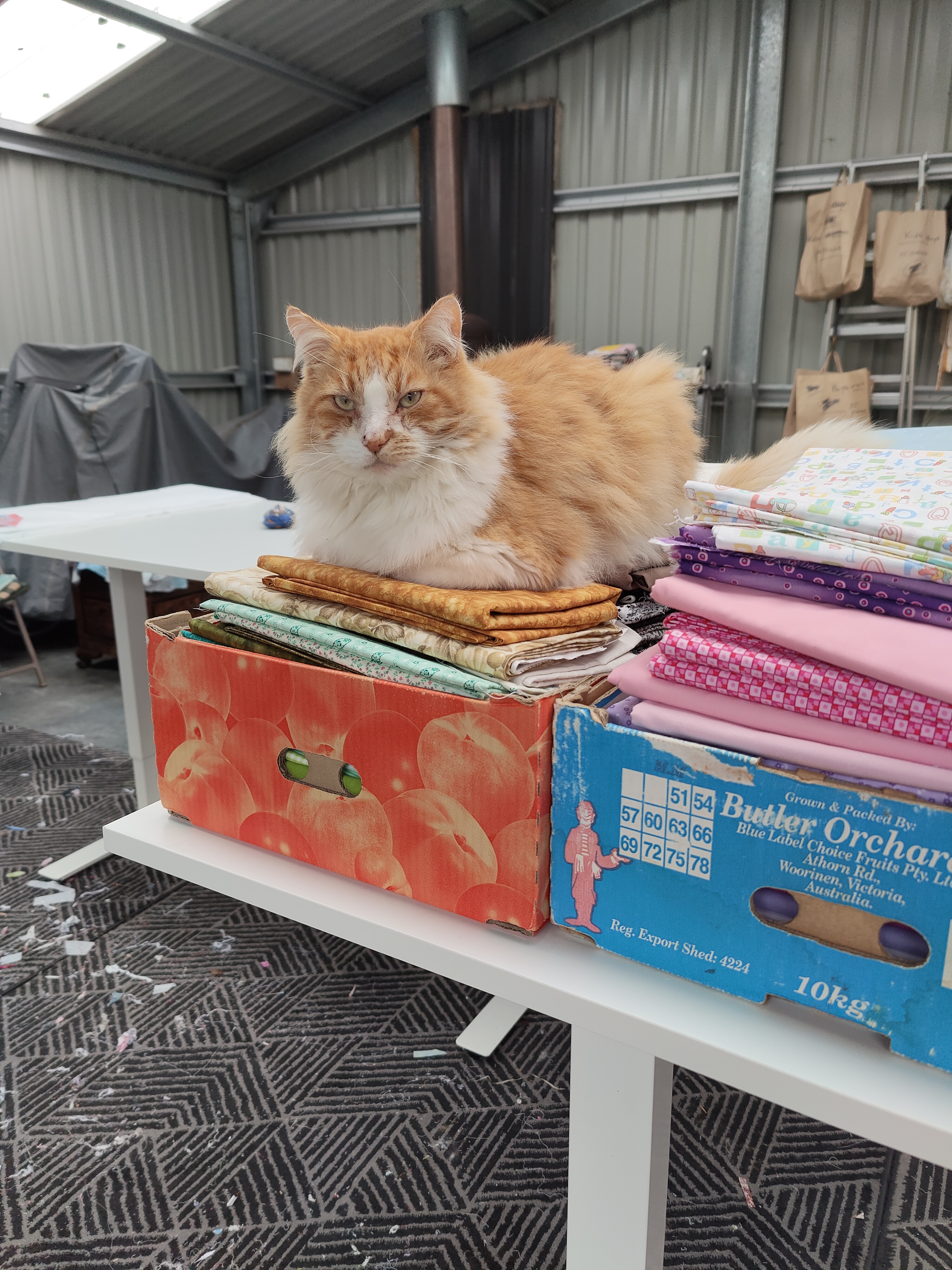 Rusty sitting on fabric bolts